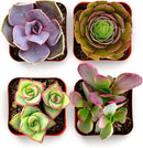 Shop Succulents Colorful Succulent Plant Pack 2" Grow Pot Pack of 4 by GreenHaven Gardens