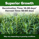 HOME GROWN Rosemary Seeds Pack - 300 High Germinating 𝗡𝗢𝗡-𝗚𝗠𝗢, 𝗨𝗦𝗔-𝗦𝗢𝗨𝗥𝗖𝗘𝗗 Heirloom Herb Seeds for Planting in Indoor or Outdoor Herb Gardens (Salvia rosmarinus) by GreenHaven Gardens