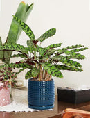D'vine Dev Set of 2 Ceramic Plants Pots, 6 Inch Beaded Stoneware Flower Pot for Plants with Drainage Hole and Saucer, Midnight Blue, 27-E-X-3 by GreenHaven Gardens