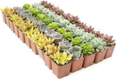 Live Succulents Plants Live Bulk Plant Tray (50 Pack), Bulk Succulents Live Indoor Plants Live Houseplants, Live Plants in Cactus and Succulent Soil Mix, Live Plant Kit Plant Gifts by Plants for Pets by GreenHaven Gardens