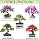 Bonsai Tree Kit for Beginners – 5X Unique Japanese Bonzai Trees | Complete Indoor Starter Kit for Growing Plants with Bonsai Seeds, Tools & Planters – Gardening Gifts for Women & Men by GreenHaven Gardens