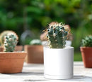 D'vine Dev 12 Pack 3.5 Inch Mini Plastic Plant Pots, Small Garden Planters for Plant with Drainage Holes and Saucers, White Color, 74-Z-D-4 by GreenHaven Gardens
