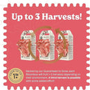 Pink Oyster Mushroom Grow Kit, Grow Your Own Fresh Gourmet Mushrooms at Home, Includes Instructions and Recipes (Pink Oyster) by GreenHaven Gardens