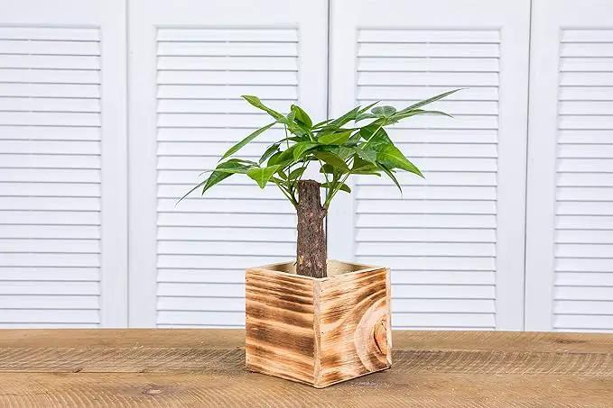 Wooden Planter Box, Rustic Burned Wood/Whitewash with Plastic Liner l Garden Decor l Restaurant and Wedding Decorations l Wood Box (5x5 Set of 4, Burned Wood), photo 4 of 7