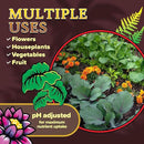 FoxFarm Happy Frog Potting Soil, 2cu ft (Pack of 2) - for Indoor/Outdoor Container Plants, Improves Root Efficiency, pH Adjusted for Optimal Nutrient Uptake - Contains Mycorrhizae and Humic Acids by GreenHaven Gardens