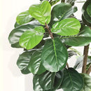 Faux Fiddle Leaf Fig Tree 7ft - Artificial Ficus Lyrata Plant in Pot - Fake Fig Tree for Indoor Modern Home House Office by CozyNest Decor