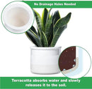 Phoenix Vine 6 Inch Self Watering Planter Pot, Design White Terracotta Pot for Plants, Indoor Cylinder Terra Cotta Pot with Glass Vase, Set of 1, 51-B-F-1 by GreenHaven Gardens