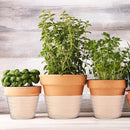 Hoolerry Plastic Plant Saucer Clear Deep Drip Tray Thickened Clear Plant Saucers Trays for Pots Deep Drip Trays for Home Garden Indoor and Outdoor Potted(15 Pcs, 6, 8, 10 Inch) by GreenHaven Gardens