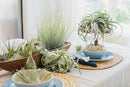 6 Grab Bag Pack Small & Medium Air Plants - Fertilizer Packet - Wholesale - Bulk - Live Tillandsia - Easy Care House Plant - Succulents by GreenHaven Gardens