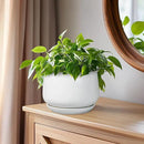 G EPGardening Ceramic Pots for Plants - 6 Inch Planter for Indoor Plants, Flower Pots with Drainage and Ceramic Tray, Modern Office Decor, Gifts for Plant Lovers, White by GreenHaven Gardens