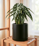 D'vine Dev 10 Inch Ceramic Planter Pot with Drainage Hole and Saucer, Indoor Cylinder Round Planter Pot, Black, 94-O-E-2 by GreenHaven Gardens