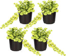 Live Lysimachia Plant - Creeping Jenny (4 Plants Per Pack) - Healthy Trailing Plant - Beautiful Spring Accent - 6" Tall by 4" Wide in 1 Pint Pot by GreenHaven Gardens