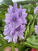 12 Water Hyacinth (Eichornia Crassipes) Floating Water Garden Pond Plants (12 Live Plants) by GreenHaven Gardens