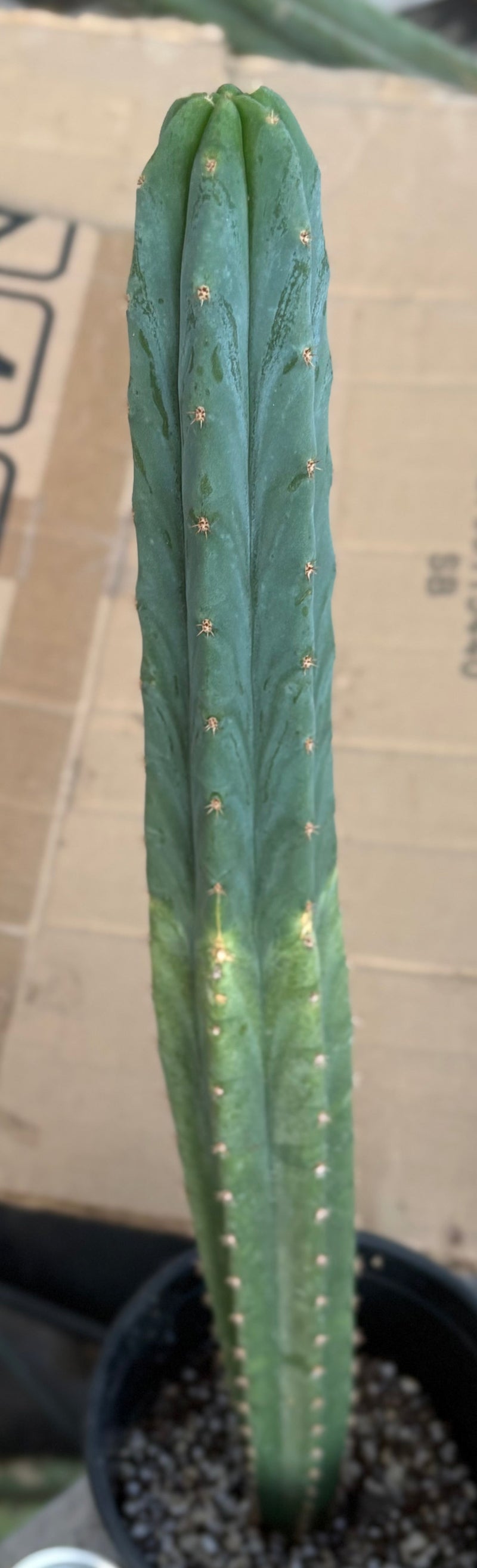 #EC213 EXACT Trichocereus Pachanoi Lima Flower Market X Ribshifter Cactus 23”