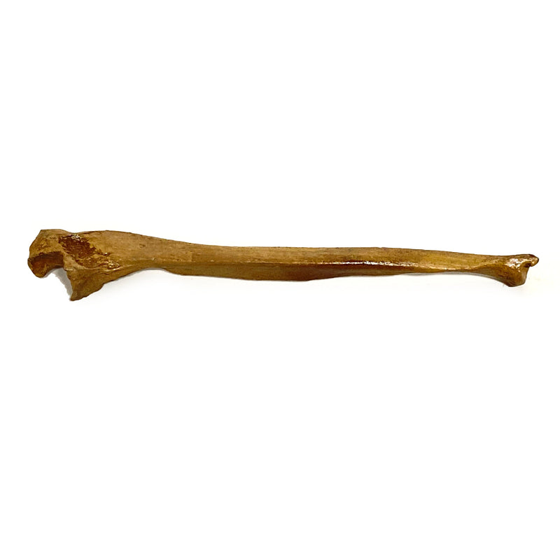 Realistic Ulna Bone Lightweight Rigid Foam - Clean, photo 3 of 4