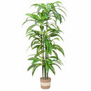 Dracaena Artificial Plant Indoor - 5.5FT