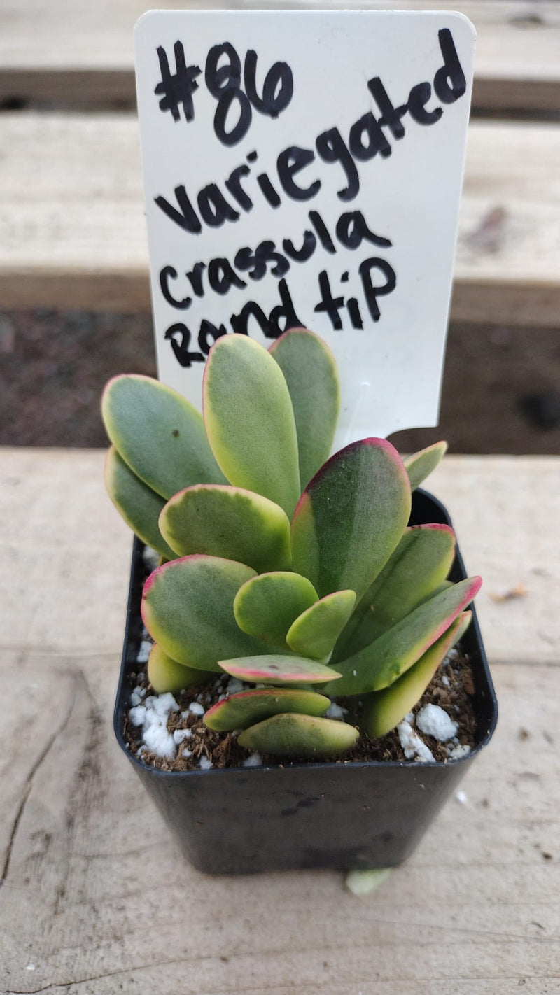 #86 Crassula Platyphylla Variegated