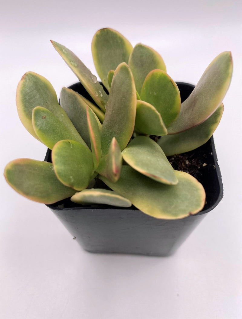 #86 Crassula Platyphylla Variegated