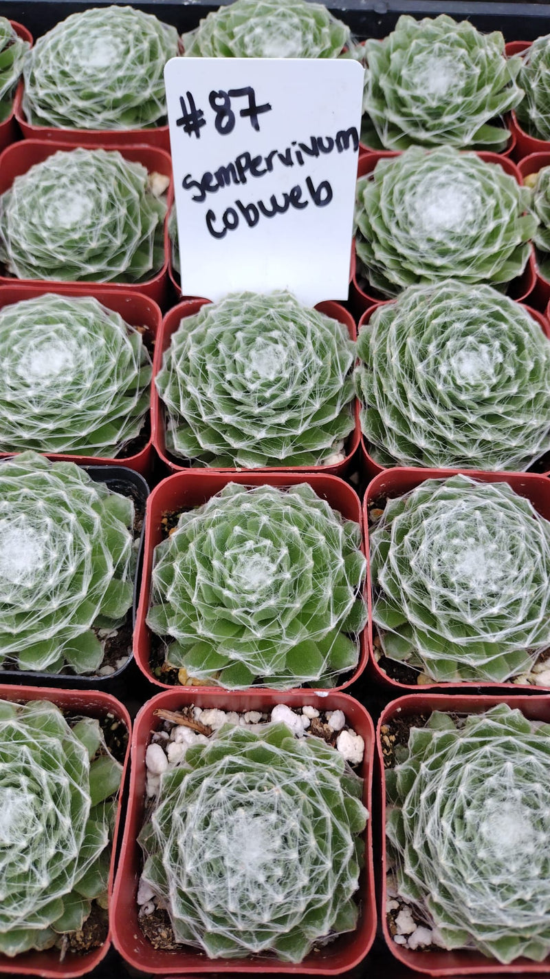 #87  Cobweb Sempervivum Arachnoideum