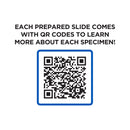 52 Piece Smart Slides Activity Set