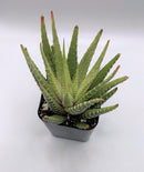 #89 Variegated Haworthia Zebra