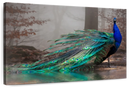 Elegant Blue Peacock Wall Art