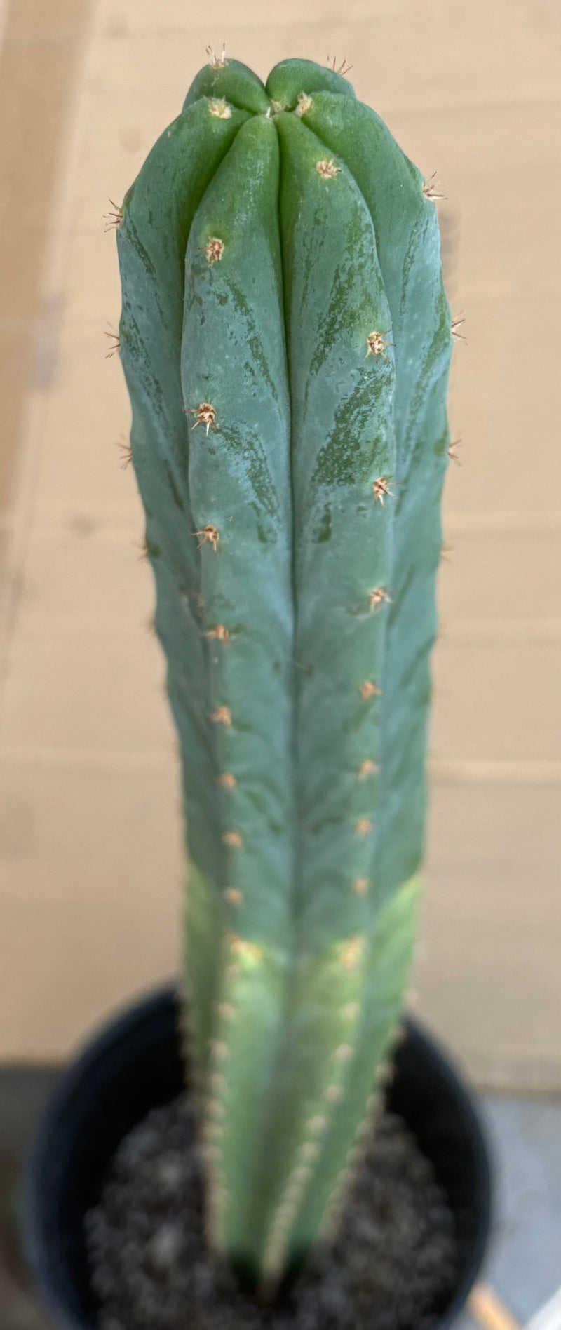 #EC213 EXACT Trichocereus Pachanoi Lima Flower Market X Ribshifter Cactus 23”