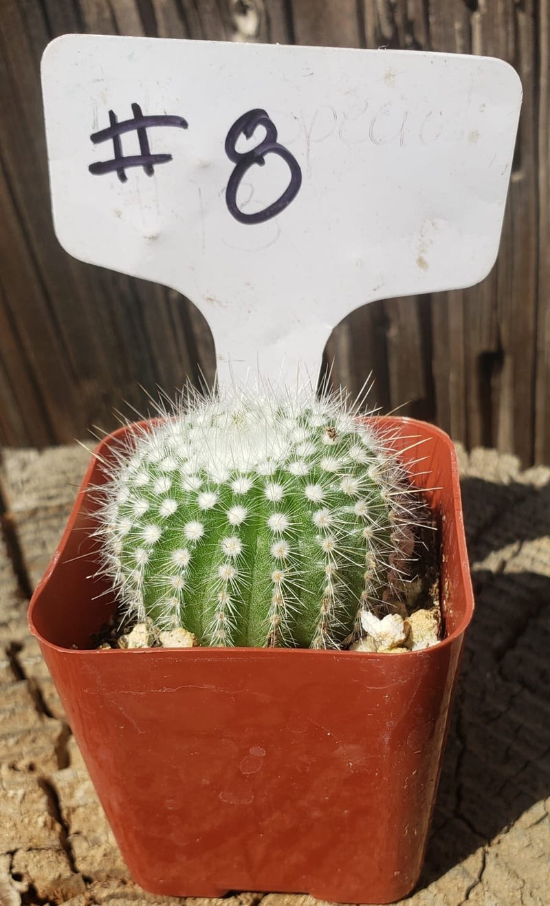 #8C Notocactus Silver Ball 2"