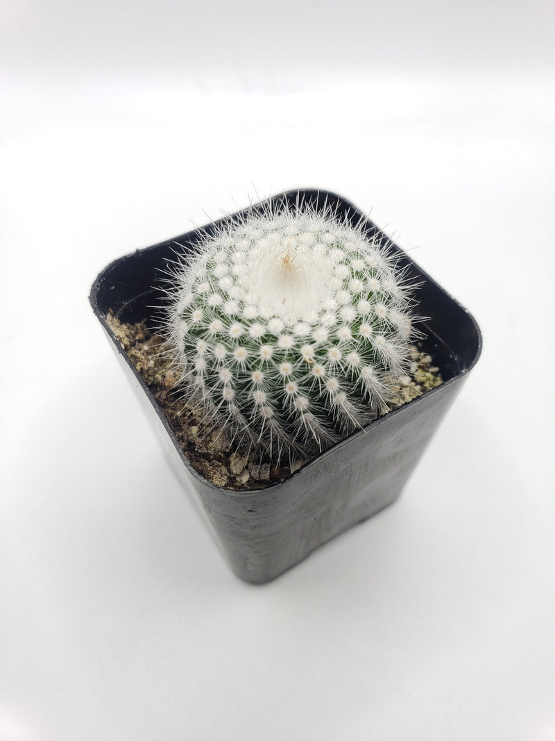 #8C Notocactus Silver Ball 2"