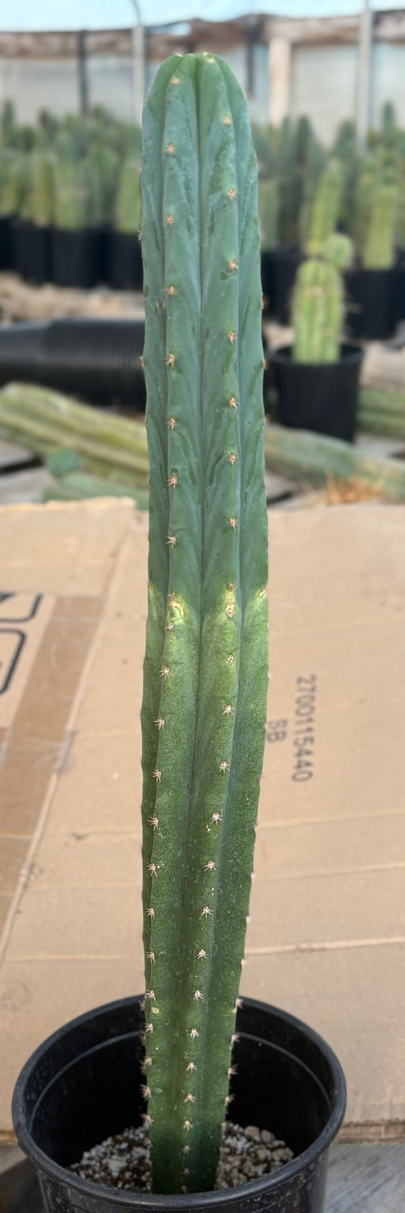 #EC213 EXACT Trichocereus Pachanoi Lima Flower Market X Ribshifter Cactus 23”