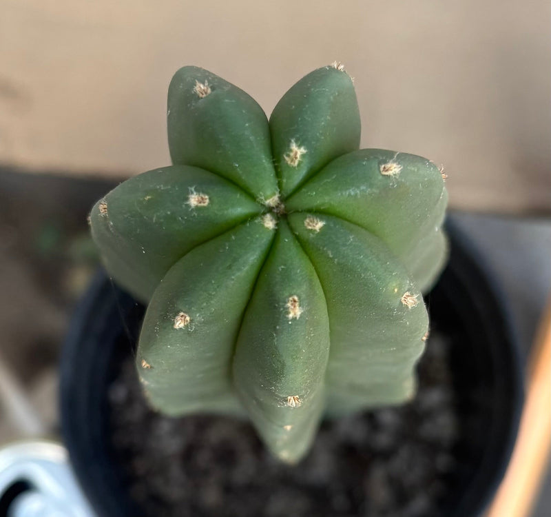 #EC216 Exact Trichocereus Hybrid Scop Ripple X Scop Kesey Cactus 14”
