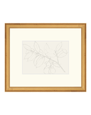 Lemon Branch Drawing