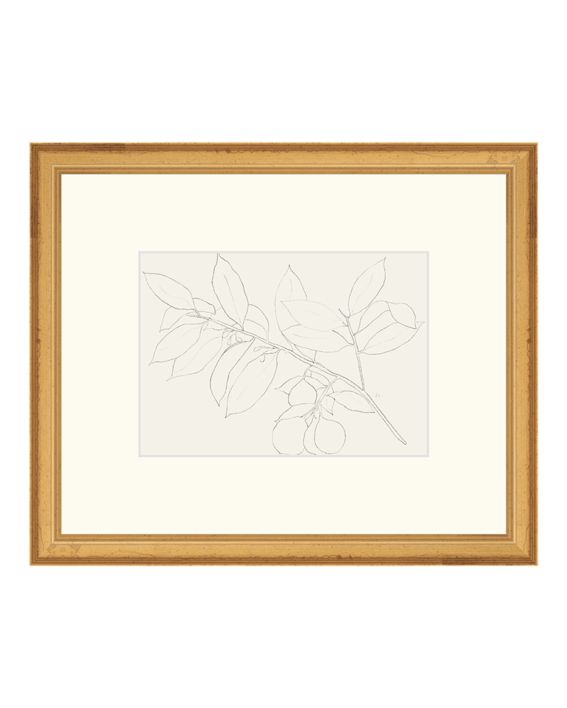 Lemon Branch Drawing
