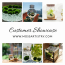 Marimo Moss Balls For Aquarium 2-3 Year 3-4cm Moss Balls: 5/10/20/50PCS Kokedama Japanese Algae Ball Wholesale