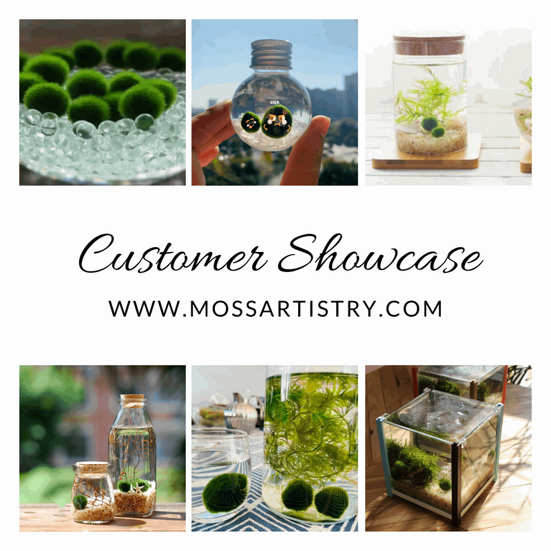 Marimo Moss Balls For Aquarium 2-3 Year 3-4cm Moss Balls: 5/10/20/50PCS Kokedama Japanese Algae Ball Wholesale