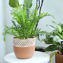 5.5 inch Clay-White Color Modern Pot