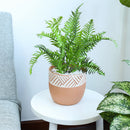 5.5 inch Clay-White Color Modern Pot