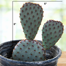 Santa Rita x Beavertail Hybrid by The Cactus Outlet