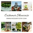 Marimo Moss Balls For Aquarium 5PCS Multiple Size Moss Ball Aqua Plant Pet Bulk Sale - Kokedama Japanese Algae Ball Wholesale