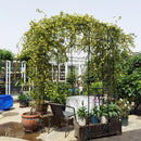 Metal Garden Arch Iron Garden Arbors Gazebo Dia High Birdcage Shape Pergola Pavilion For Wedding Ceremony by Unique Piece Furniture