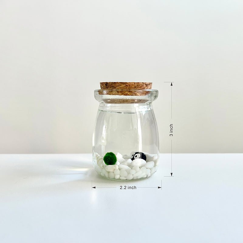 Live Moss Balls Mini Aquarium Jar, photo 4 of 9
