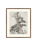 Pine Etchings 2