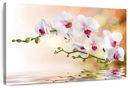Orchid Flowers On Water Wall Art