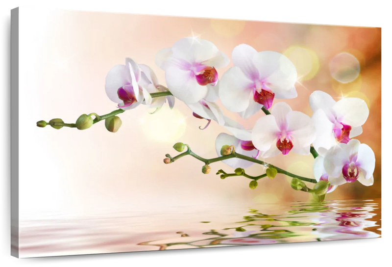 Orchid Flowers On Water Wall Art