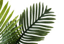 24" Tall Artificial Palm Plant - Indoor Faux Greenery