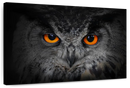 Mesmerizing Gray Owl Wall Art