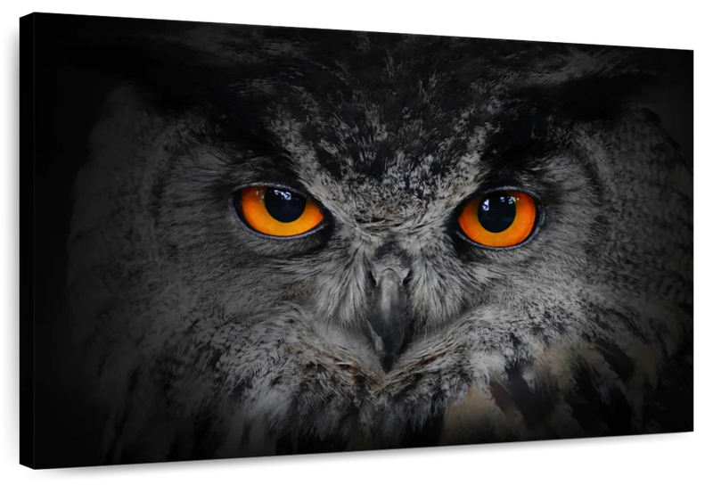 Mesmerizing Gray Owl Wall Art