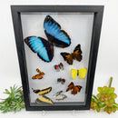 9 Butterfly Vertical Sweep in Frame