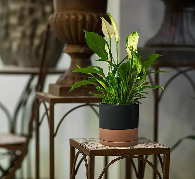 D'vine Dev 10 Inch, Ceramic Planter Pot with Drainage Hole and Saucer, Indoor Cylinder Round Planter Pot, Black/Speckled Tan, 94-O-E-7, photo 6 of 7