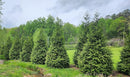 Thuja Green Giant Arborvitae Lot of 4, 3 Inch Pot by GreenHaven Gardens